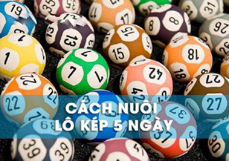 Cách nuôi lô kép khung 5 ngày siêu hiệu quả