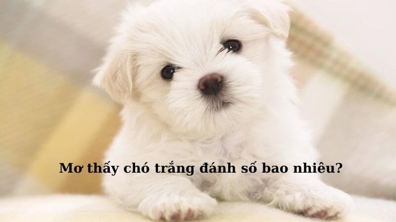 Nằm mơ thấy chó trắng nên đánh số bao nhiêu?