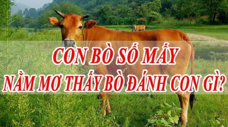 Mơ thấy bò và con số may mắn