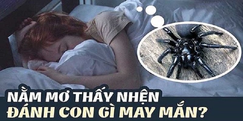 Mơ thấy con nhện đánh số mấy may mắn?