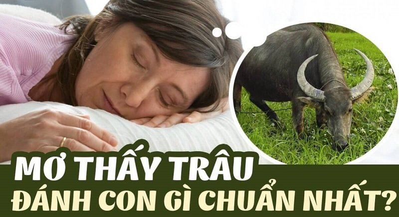 Gợi ý những con số may mắn liên quan đến con trâu