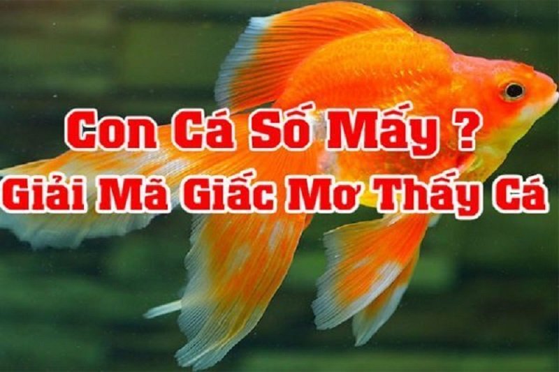 Mơ cá chép đánh đề con gì may mắn?