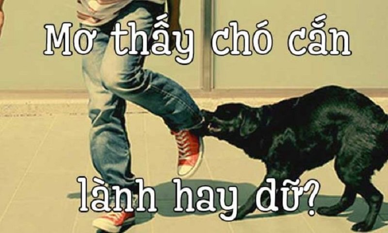 Giải mã việc: Nằm mơ thấy chó cắn là điềm báo gì?