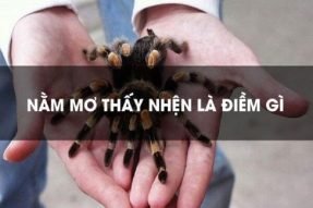 Mơ thấy con nhện đánh số bao nhiêu? Ý nghĩa giấc mơ đánh con nhện