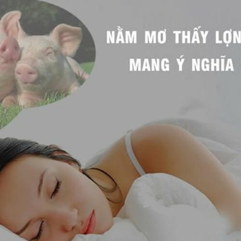 Nằm Mơ Thấy Lợn, Heo Mang Điềm Báo Gì?