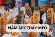 Mơ thấy mèo đánh số bao nhiêu? Ý nghĩa của giấc mơ thấy mèo