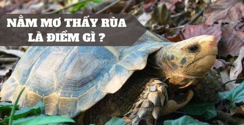 Nằm mơ thấy rùa là điềm gì? Tốt hay xấu?